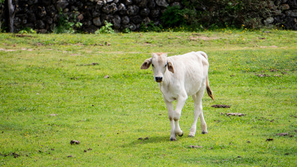 Obraz premium Becerro caminando en campo