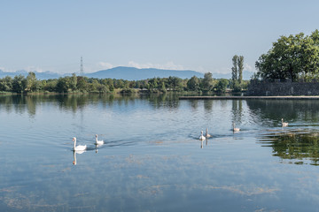 Cygnes sur le lac de Divonne les Bains