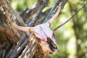 Native american tribe teepee tent with buffalo skull .