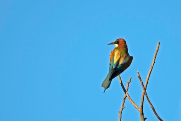 Bee-eater on a branch