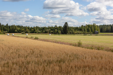 Rural landscape with hay bales packed in white plastic on the field with mown grass surrounded with the dense forest, North Karelia in Finland.