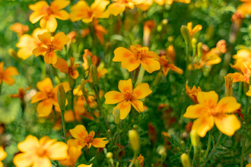 small orange mexican marigolds flowers on a green background