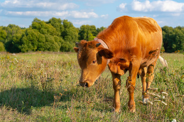 A brown calf stands in a clearing with grass, head down