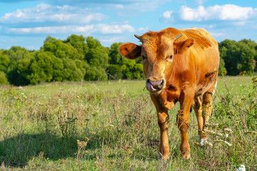 A brown calf stands on a field with grass, looks forward and licks its nose with its tongue.