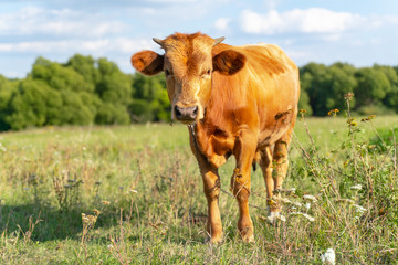 A brown calf is standing on a field with grass, staring intently into the frame