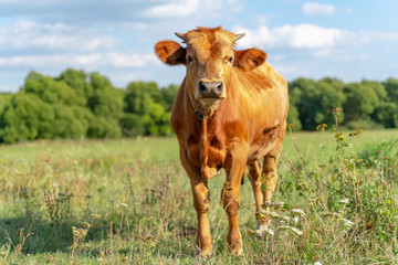 Young brown calf looking forward, nose up and standing on a field with grass