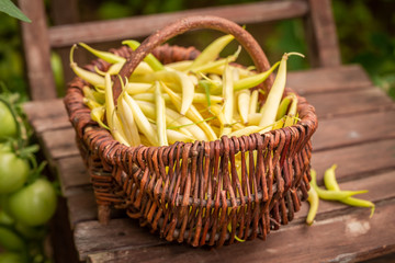 Fototapeta na wymiar Healthy yellow beans in a summer greenhouse