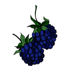 Vector Blackberry healthy food. Black and white engraved ink art. Isolated berry illustration element.