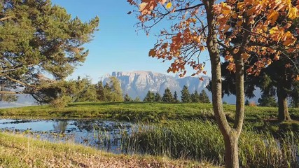 Alder with autumn colors and fir near a pond, with Mount Sciliar in the background and the leaves blowing in the wind , Renon Plateau, Alto Adige - South Tyrol, Italy