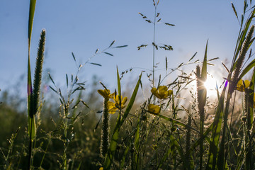 Summer sunset and flowers and grass. backgroud. Wallpaper