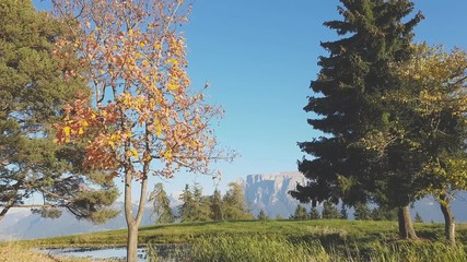 Alder with autumn colors and fir near a pond, with the leaves blowing in the wind and dolomitic Mount Sciliar in the background, Renon Plateau, Alto Adige - South Tyrol, Italy