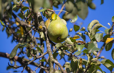 Harvest ripe tasty pears on a tree in the garden