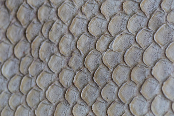 Fish skin surface. Backgrounds from genuine leather. 
