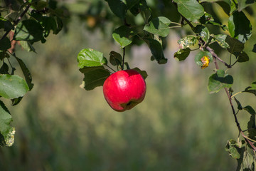 Harvest ripe tasty red apples on a tree in the garden