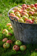 Fresh harvested and washed apples in sunny garden