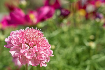                     Pink flowers outdoors with blurred background. Copy space.         