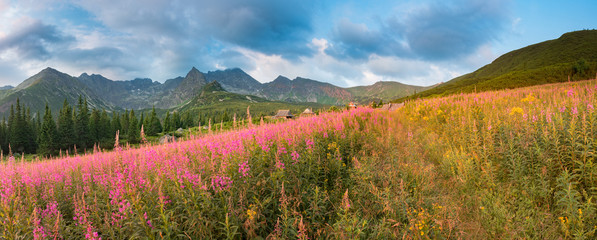 Mountain landscape, Tatra mountains panorama, Poland colorful flowers and peaks in Gasienicowa valley (Hala Gasienicowa), summer © tomeyk