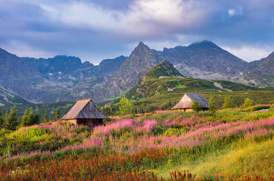 mountain landscape, Tatra mountains panorama, Poland colorful flowers and cottages in Gasienicowa valley (Hala Gasienicowa), summer © tomeyk