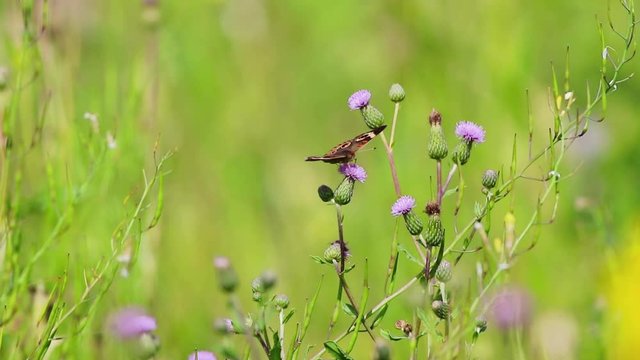 Common Buckeye Butterfly, Junonia coenia, on pink knapweed flowers with gentle breeze
