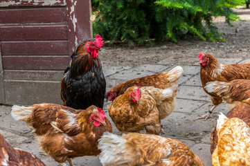 Chickens and roosters pick seeds from a giant sunflower. Concept: animal feeding or free range
