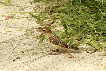 sparrow on a field