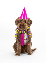 Birthday card funny dog concept image. Lagotto romagnolo dog wearing a hat isolated on white.