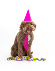 Birthday card funny dog concept image. Lagotto romagnolo dog wearing a hat isolated on white.