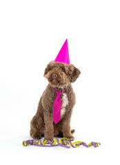 Birthday card funny dog concept image. Lagotto romagnolo dog wearing a hat isolated on white.