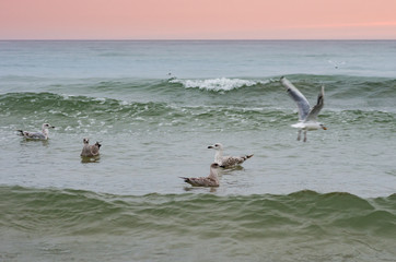 Seagulls on waves, Baltic sea, Poland