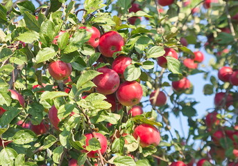 Red apples on a branch. 