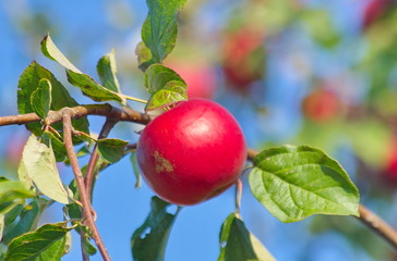 Red apples on a branch. 