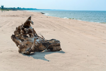 A piece of old wood on the seashore. A wooden snag on a sandy beach.