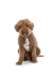 Lagotto romagnolo dog portrait. Image taken in a studio with white background. Isolated on white, cut out, copy space.