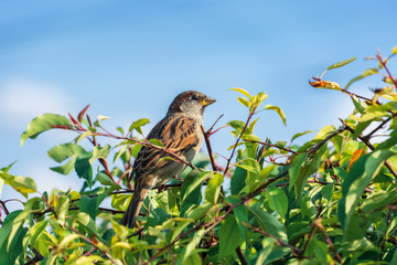 Closeup of a young thief female sitting on a branch among the trees on a sunny day in summer.