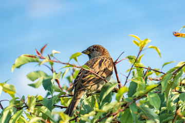 Closeup of a young thief female sitting on a branch among the trees on a sunny day in summer.