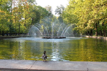 Fountain "Sun" in Peterhof. St. Petersburg.  