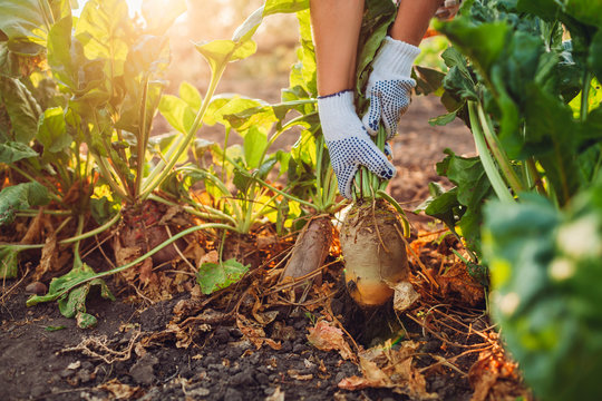 Farmer pulling beetroot out of soil. Autumn harvesting. Picking vegetables.
