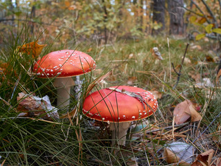 Poisonous Amanita muscaria mushroom grow up in a autumn forest.
