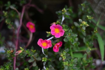 Pink Flower in the Garden in Spring
