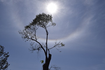 Silhueta de árvore, céu azul e Sol