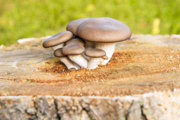 Natural mushrooms Pleurotus ostreatus grown on a stump in the middle. Close-up.