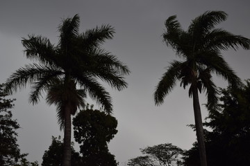 Silhueta de duas palmeira em céu cinza	