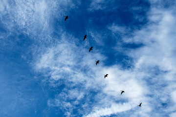 Geese formation against blue sky