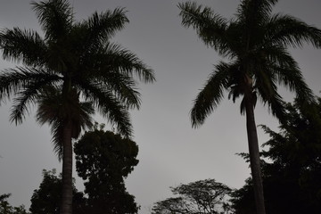 Silhueta de duas palmeira em céu cinza