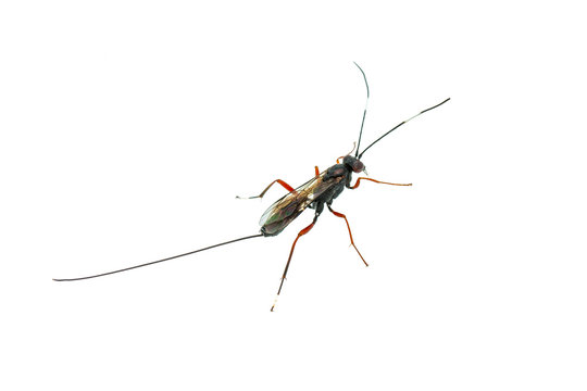 Ichneumonidae Parasitoid Wasp Insect Isolated on White Background
