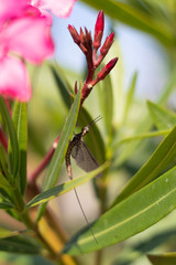 Close-up of a dragonfly on flower