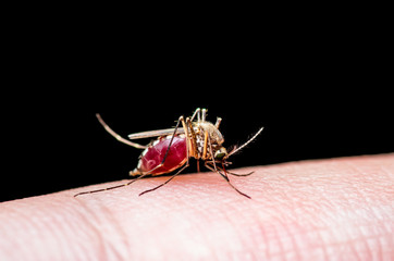 Encephalitis, Yellow Fever, Malaria Disease or Zika Virus Infected Culex Mosquito Parasite Insect Macro Isolated on Black Background
