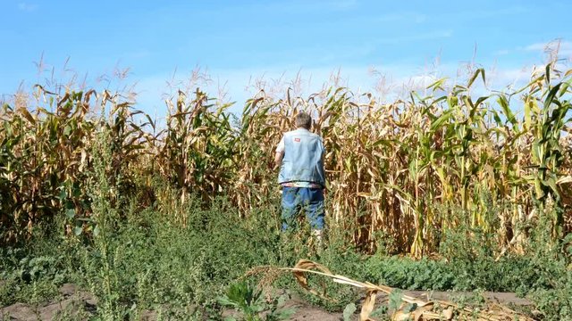 Senior man in casual clothes urinates, standing rear near field of ripened corn. Then he turns, fastens his fly and leaves. Overall plan. Outdoors.