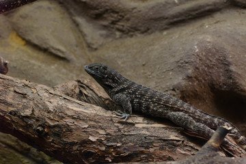 nice big lizard on tree