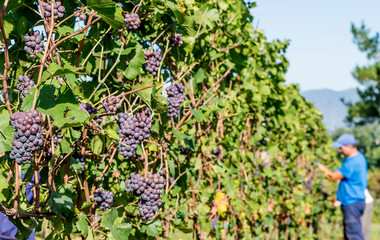 Bunches of black grapes are harvested by agricultural workers during the harvest in a Chianti vineyard, Tuscany, Italy